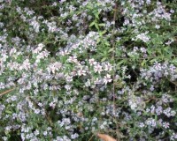 symphyotricum dumosum 11-10a.jpg